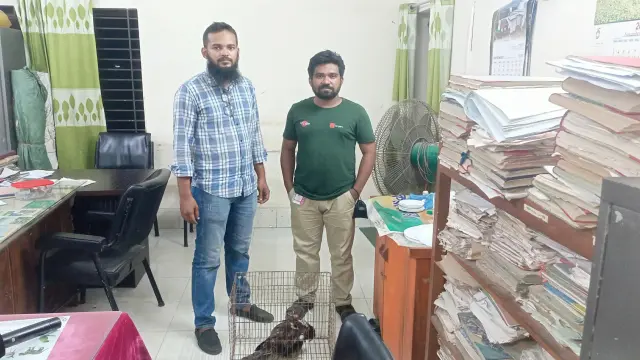 আহত চিল উদ্ধার, বনবিভাগের কাছে হস্তান্তর