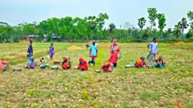 আলু চাষে আগ্রহ হারাচ্ছেন চাষি