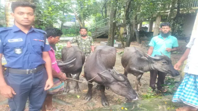 বাকেরগঞ্জে ৩ টি চোরাই মহিষ উদ্ধার,  গ্রেফতার-১