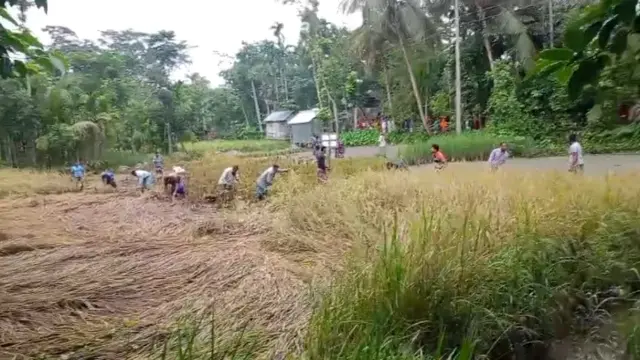 বানারীপাড়ায় আদালতের নিষেধাজ্ঞা অমান্য করে বিরোধীয় জমির ধান কেটে নেওয়ার অভিযোগ