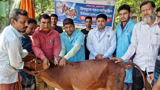 বিনামূল্যে গরুর লাম্পি  স্কিন ডিজিজ রোগের   টিকা প্রদান