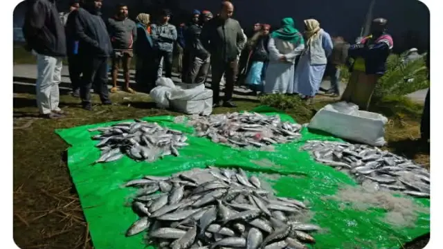 বরগুনার তালতলীতে ঝাটকা ইলিশবাহী ট্রাক জব্দ, জরিমানা