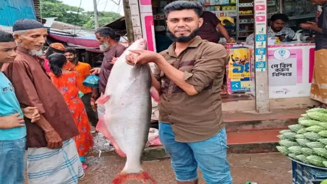 বরগুনার তালতলীতে পায়রা নদীতে বড়শিতে ধরা পড়ল ১১ কেজির পাঙ্গাশ মাছ, ৯ হাজার টাকায় বিক্রি