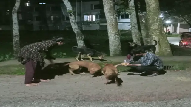 বরিশাল সিটি করপোরেশনের উদ্যোগে শহরের কুকুরদের rabies টিকা প্রদান শুরু।