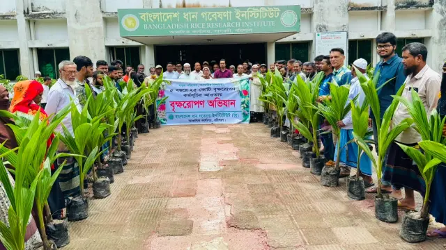 বরিশালে ফলের চারা বিতরণ করলো ধান গবেষণা