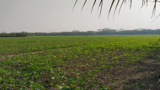 বরিশালে সয়াবিনের আবাদ বেড়েছে, ইরি-বোরো ও রবি ফসল চাষে আগ্রহ হারাচ্ছে কৃষক