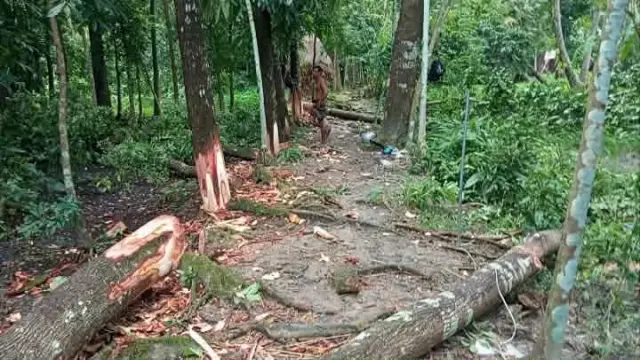 দশমিনায় চাচার রোপণকৃত গাছ কেটে ফেলেছে ভাতিজা