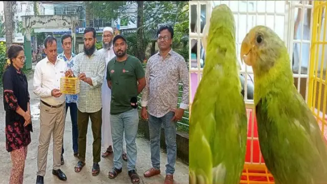 এ্যনিমেল ওয়েলফেয়ার অব বরিশাল এবং প্রকৃতি ও জীবন ক্লাবের অভিযানে বিলুপ্ত টিয়াপাখি উদ্ধার