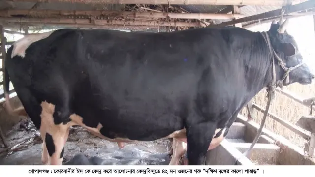 গোপালগঞ্জে কোরবানির হাট কাঁপাতে আলোচনার কেন্দ্রবিন্দুতে ‘দক্ষিণ বঙ্গের কালো পাহাড়’ ও ‘ইরফান’