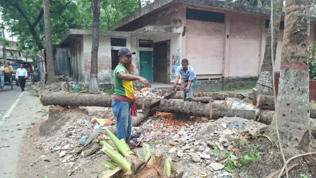 গেট বানাতে জেলা শিক্ষা অফিসের পাঁচটি নারকেল গাছ কেটে ফেলা হয়েছে