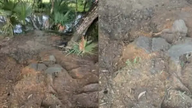 গলাচিপা বুকলবাড়িয়া ইউনিয়নে গভীর রাতে সরকারি গাছ কাটার অভিযোগ।