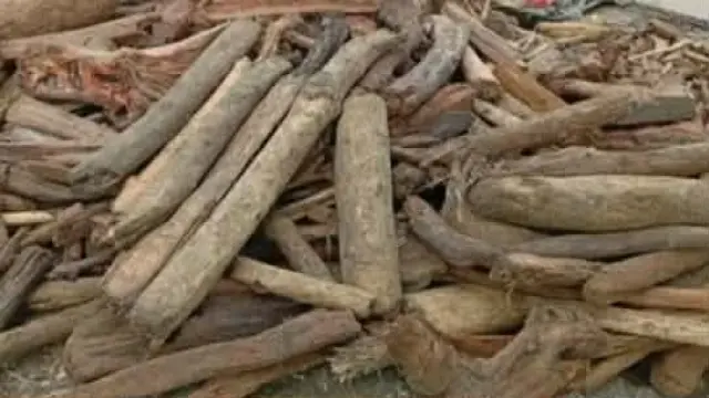 গলাচিপা ভূমিদস্যুদের তাণ্ডবে অতিষ্ট কৃষক।