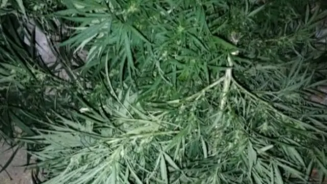 গলাচিপায় ৩টি গাঁজা গাছ উদ্ধার