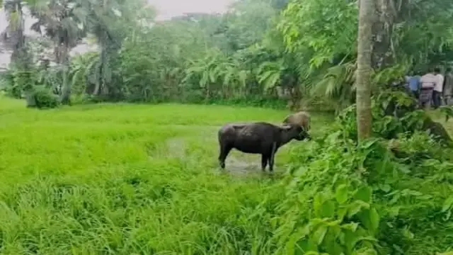 গলাচিপায় ৬টি চোরাই মহিষ আটক, মালিকের সন্ধান মিলছে না