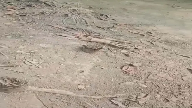গলাচিপায় বিভিন্ন প্রজাতির ১০০ টি গাছ কেটে উজার গাছের মালিক দিশেহারা।