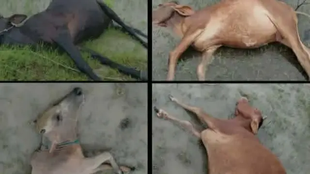 গলাচিপায় বজ্রপাতে চারটি গরুর মৃত্যু