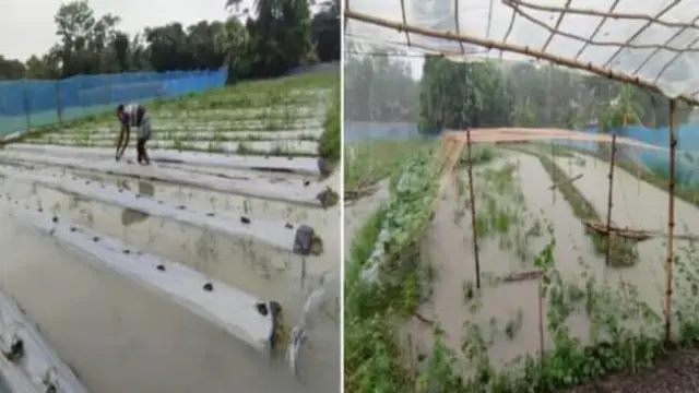 গলাচিপায় বৃষ্টির পানিতে তলিয়ে গেছে ফসলের ক্ষেত, দুশ্চিন্তায় গলাচিপার কৃষকরা