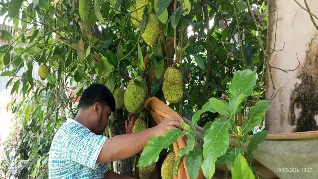 গলাচিপায় গাছের কাঁঠাল কেটে নিতে বাঁধা দিলে মরিচের গুড়া নিক্ষেপ, আহত নারী হাসপাতালে ভর্তি।