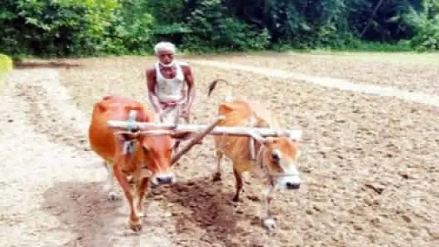 গলাচিপায় হারিয়ে যাচ্ছে গরু দিয়ে হাল চাষের শতবর্ষী ঐতিহ্য