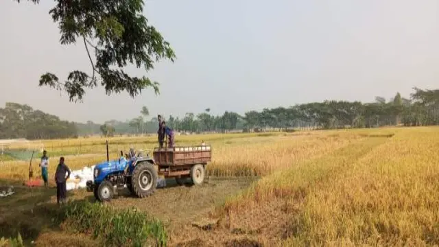 গলাচিপায় উৎপাত বেড়েছে ভূমিদস্যুদের, জোরপূর্বক কৃষকের জমির ধান কেটে নেয়ার অভিযোগ