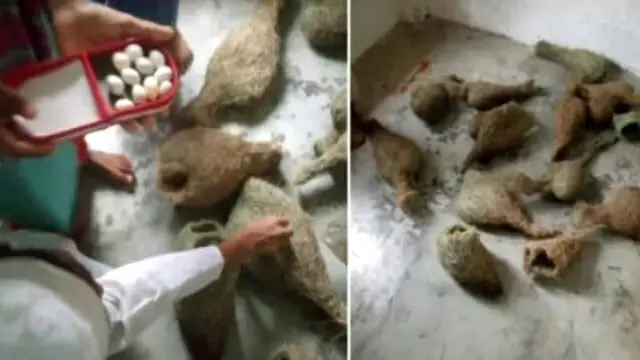 গলাচিপায় ভাঙা হলো বাবুই পাখির অর্ধশতাধিক বাসা ও ২০টি ডিম