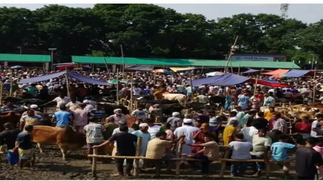 গঙ্গাচড়া বেতগাড়ী গরুর হাটে সরকারি নীতিমালা ভেঙে প্রকাশ্যে অতিরিক্ত অর্থ আদায়