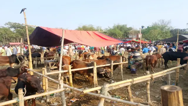 গঙ্গাচড়ার বেতগাড়ী গরুর হাটে অতিরিক্ত ফি আদায়  প্রশাসন নিরব