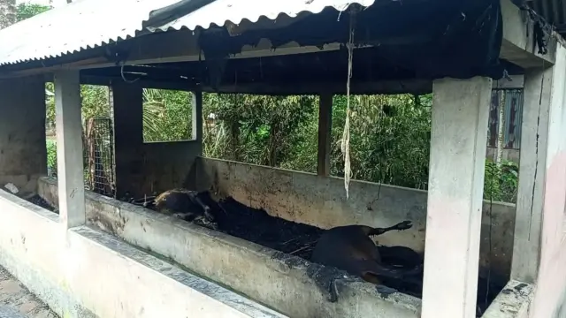 গোপালগঞ্জে আগুনে পুড়ে মারা গেছে পাঁচটি দুধেল গাভী