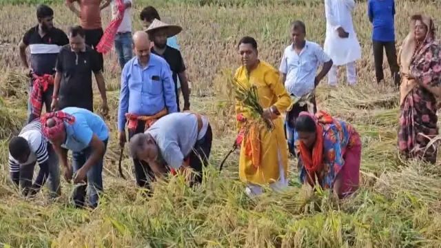 গোপালগঞ্জে বিধবা নারীর ২ বিঘা জমির ধান কেটে দিলেন এমপি জিলানী