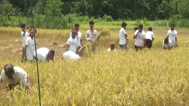 গোপালগঞ্জে দুশ্চিন্তায়গ্রস্থ কৃষকের ধান কেটে দিলো পৌর ছাত্রদলের নেতাকর্মীরা