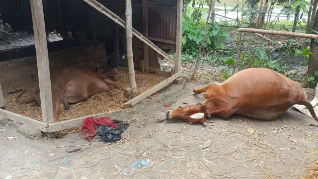 গোপালগঞ্জে মানুষের শত্রুতার জেরে প্রাণ হারাতে হলো তিন নিরীহ প্রাণীর