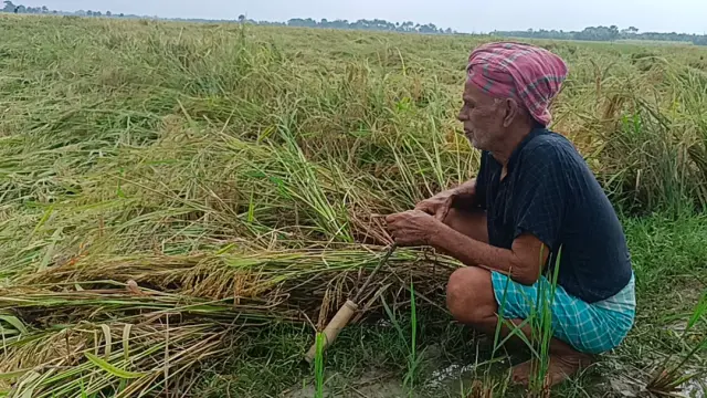 গোপালগঞ্জে ভারী বৃষ্টিতে আমন ধানসহ ফসলের ব্যাপক ক্ষয়ক্ষতি