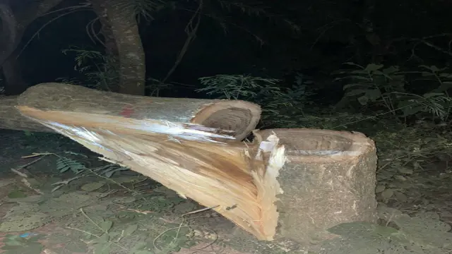গোপালগঞ্জের কাশিয়ানীতে গাছ কেটে ফেলে মহাসড়ক অবরোধের চেষ্টা আওয়ামী লীগের নেতাকর্মীদের