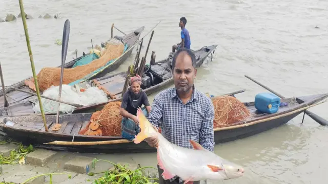 হিজলায় অভিযানের সুফল পাচ্ছেন জেলেরা, বড় পাঙ্গাশে খুশি জেলেরা