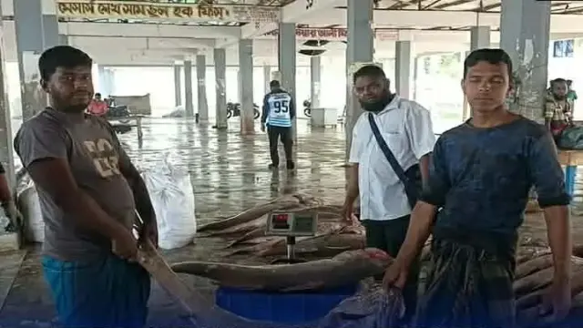 জিয়ানগরের এক ট্রলারে ধরা পড়লো ৫০টি লাক্ষা মাছ, বিক্রি হলো ১০ লাখ টাকায়