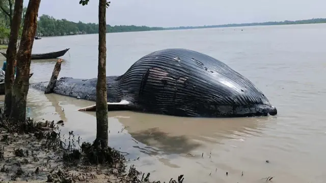জোয়ারের পানিতে ভেসে এলো ৩০ ফুটের মৃত তিমি' তালতলীতে মানুষের ভিড়