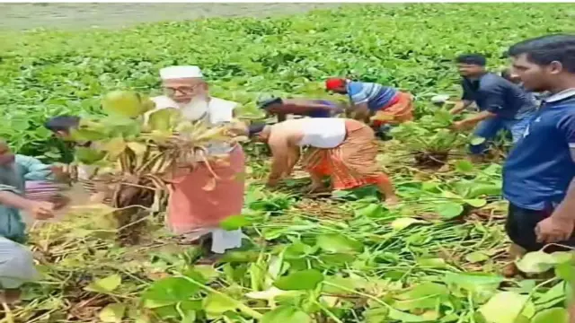 কেশবপুরে ২৭ বিলের জলাবদ্ধতা নিরসনে স্বেচ্ছাশ্রমে কচুরিপানা অপসারণ।