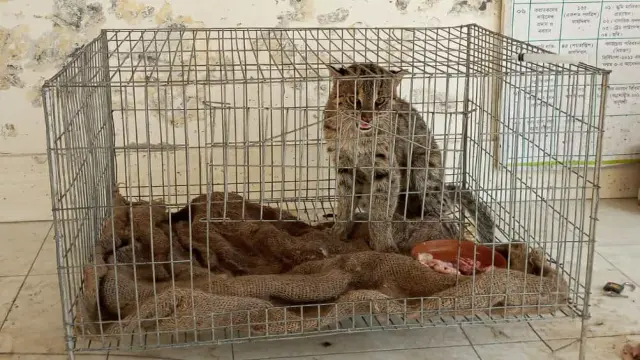 খাবারের সন্ধানে এসে জালে আটকা মেছো      বাঘ!