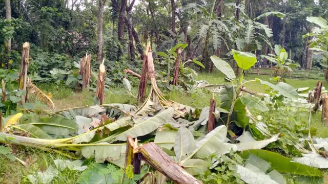 কলা গাছের সঙ্গে এ কেমন শত্রুতা!