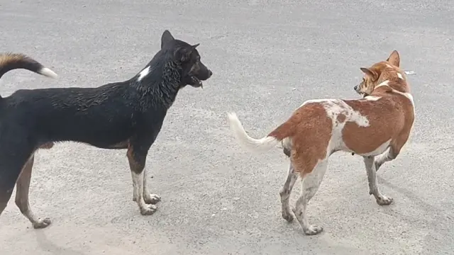 কোটালীপাড়ায় পাগলা কুকুরের কামড়ে আহত ১৫, জনমনে আতঙ্ক