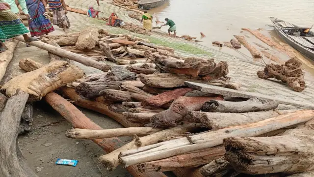 কুড়িগ্রামে নদীর স্রোতে  ভেসে আসছে গাছের গুড়ি