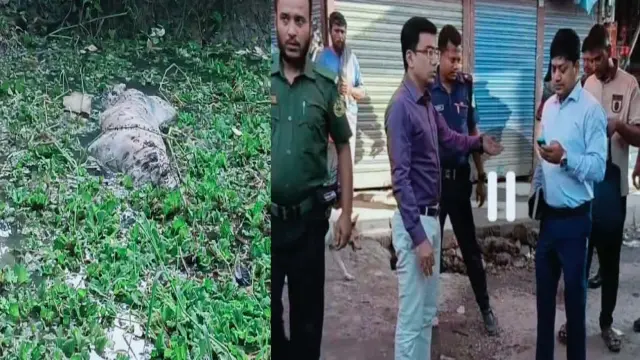 মাংসের দোকানে গর্ভবতী গরু    জবাই, ঘটনাস্থলে মিললো    মৃত বাছুর