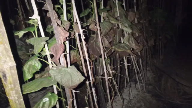 মেহেন্দিগঞ্জে গভীর রাতে পানের বরজে আগুন দেওয়ার অভিযোগ।
