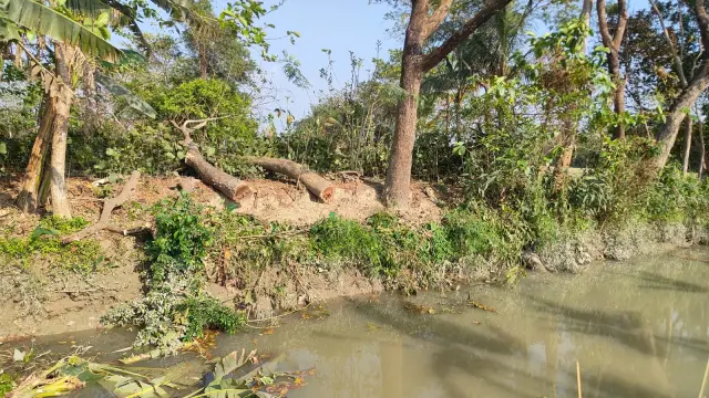নলছিটির  দপদপিয়ায় এ্যাডভেন্সার শিপ বিল্ডার্স লিঃ এর জমির গাছ কেটে নেয়ার অভিযোগ