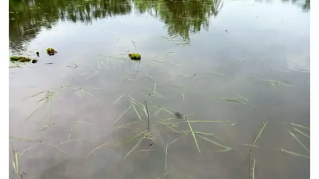 পিরোজপুরে জোয়ারের পানিতে নষ্ট আমনের বীজতলা  আমনের মৌসুমে বীজ নিয়ে তারা দুশ্চিন্তায় আছেন কৃষক