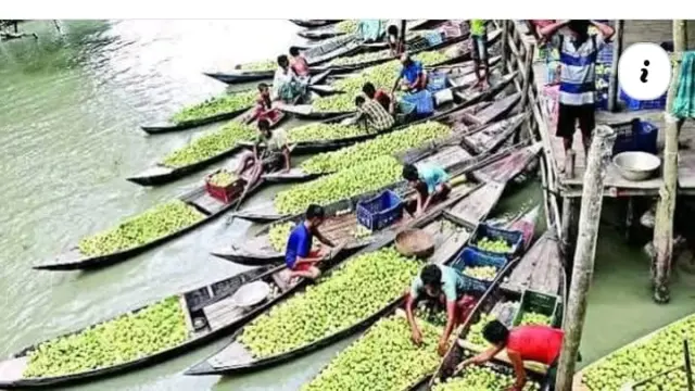 পিরোজপুরের ভাসমান পেয়ারা বাগানে পরিবেশ রক্ষায় ছয় নির্দেশনা