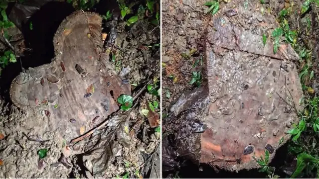রাতের আধাঁরে সামাজিক বনায়নের গাছ লুট