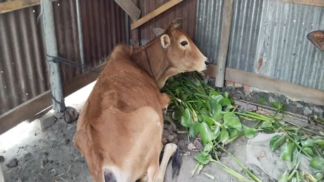 সুদের টাকা পরিশোধ করতে না পারা    গোপালগঞ্জে কৃষকের গোয়াল থেকে তিনটি গরু নিয়ে গেলো সুদি মহজন