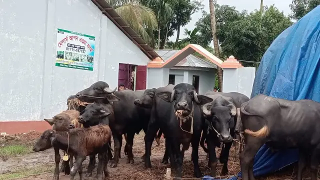 শুধু গরু নয় এবার মহিষেরও খামার চরফ্যাশন