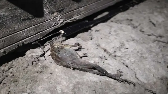 টয়লেটে বিদ্যুৎ সংযোগ দিয়ে  প্রবাসীর স্ত্রীকে হত্যা চেস্টা